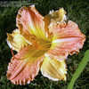 Thumbnail #3 of Hemerocallis  by DaylilyDiva219