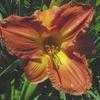 Thumbnail #1 of Hemerocallis  by carolann