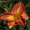 Thumbnail #5 of Hemerocallis  by DaylilySLP