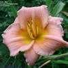 Thumbnail #5 of Hemerocallis  by 12344