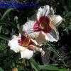 Thumbnail #2 of Hemerocallis  by poppysue