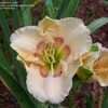 Thumbnail #5 of Hemerocallis  by pixie62560