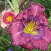 Thumbnail #4 of Hemerocallis  by Mainer