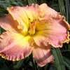 Thumbnail #3 of Hemerocallis  by SilkKnoll