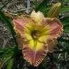 Thumbnail #4 of Hemerocallis  by carolann