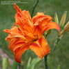 Thumbnail #4 of Hemerocallis fulva by Michael_Ronayne