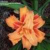 Thumbnail #2 of Hemerocallis fulva by tortoisekeeper