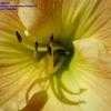 Thumbnail #3 of Hemerocallis  by frstbrn24