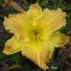 Thumbnail #4 of Hemerocallis  by Melissa_Ohio