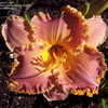 Thumbnail #4 of Hemerocallis  by Lyle627