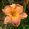 Thumbnail #2 of Hemerocallis  by EROCTUSE2