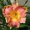 Thumbnail #3 of Hemerocallis  by mgh