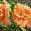 Thumbnail #3 of Hemerocallis  by Calif_Sue