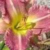 Thumbnail #1 of Hemerocallis  by Songbird839