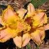 Thumbnail #2 of Hemerocallis  by shadyswing