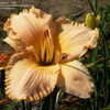 Thumbnail #2 of Hemerocallis  by DaylilySLP