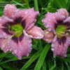 Thumbnail #2 of Hemerocallis  by kimsgardenheave