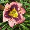 Thumbnail #3 of Hemerocallis  by sarajute