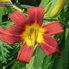 Thumbnail #5 of Hemerocallis  by naturepatch