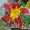 Thumbnail #4 of Hemerocallis  by jody