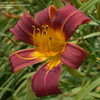 Thumbnail #3 of Hemerocallis  by DaylilySLP