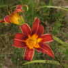 Thumbnail #2 of Hemerocallis  by DaylilySLP