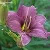 Thumbnail #2 of Hemerocallis  by DaylilySLP