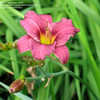 Thumbnail #3 of Hemerocallis  by Aphthona