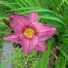 Thumbnail #4 of Hemerocallis  by Marlina