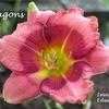 Thumbnail #4 of Hemerocallis  by yogaman