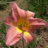 Thumbnail #2 of Hemerocallis  by DaylilySLP