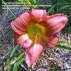 Thumbnail #5 of Hemerocallis  by cbrandenburg