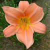 Thumbnail #4 of Hemerocallis  by shoop