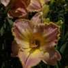 Thumbnail #1 of Hemerocallis  by DaylilySLP