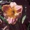 Thumbnail #4 of Hemerocallis  by Wandasflowers