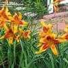 Thumbnail #1 of Hemerocallis  by corgimom