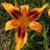 Thumbnail #2 of Hemerocallis  by Tree_Climber