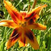 Thumbnail #3 of Hemerocallis  by Tree_Climber