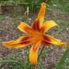 Thumbnail #4 of Hemerocallis  by DaylilySLP