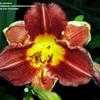 Thumbnail #4 of Hemerocallis  by carolann