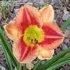 Thumbnail #2 of Hemerocallis  by TerriFlorida