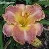 Thumbnail #2 of Hemerocallis  by mgh