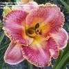 Thumbnail #1 of Hemerocallis  by daredevil