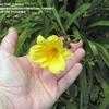 Thumbnail #4 of Hemerocallis  by Tree_Climber