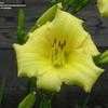 Thumbnail #3 of Hemerocallis  by jimmyi