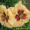 Thumbnail #2 of Hemerocallis  by Calif_Sue