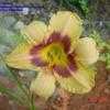 Thumbnail #5 of Hemerocallis  by carolann