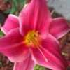 Thumbnail #5 of Hemerocallis  by susansconi