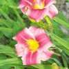 Thumbnail #4 of Hemerocallis  by Betsy2