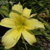 Thumbnail #3 of Hemerocallis  by DaylilySLP